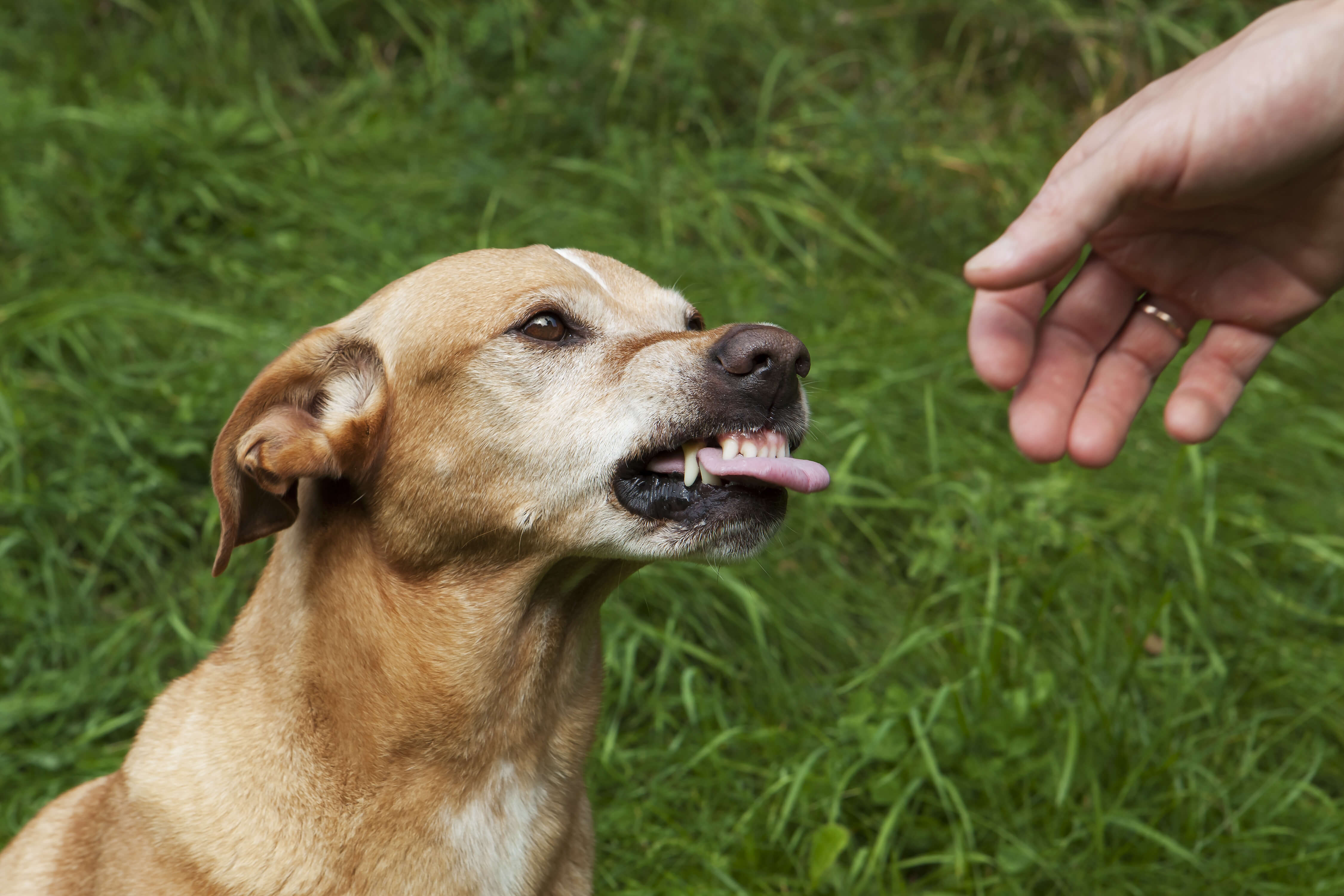 Dogs can present us with aggression and anxiety.